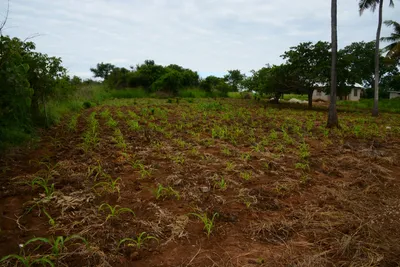 DSC_9354 (Large).JPG